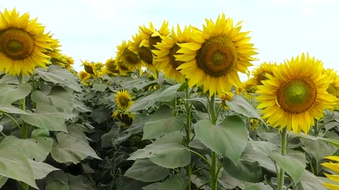 Beautiful sunflowers in the field Stockbeeldmateriaal 239983155