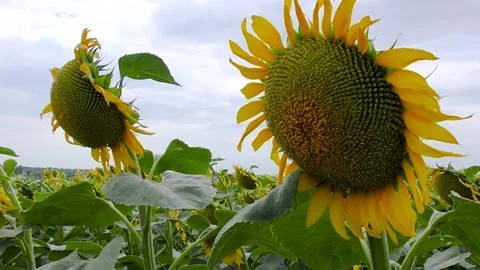 Beautiful sunflowers in the field Stock-Footage 239983173