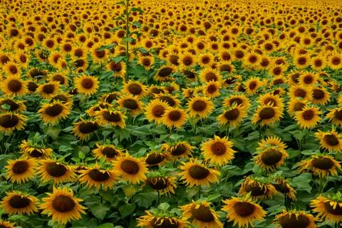 Beautiful sunflowers field Stock Photos