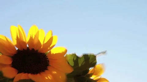 Beautiful sunflowers  Stock Footage 8560216