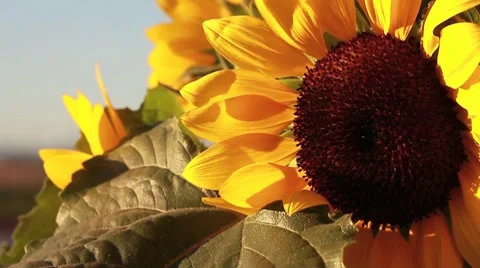 Beautiful sunflowers  Stock Footage 8560225
