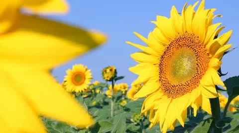 Beautiful Sunflowers Stock Footage 11058878