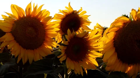 Beautiful Sunflowers Stock Footage 37022333