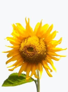 Beautiful sunflowers Stock Photos