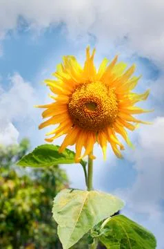 Beautiful sunflowers Stock Photos