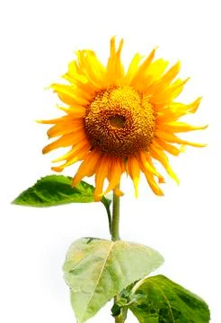 Beautiful sunflowers Stock Photos