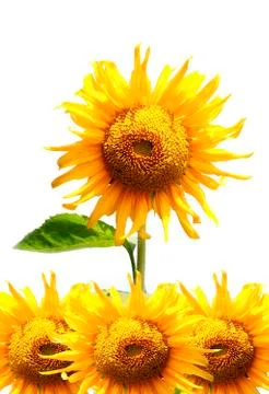 Beautiful sunflowers Stock Photos