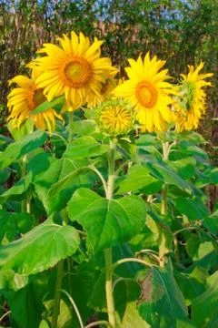 Beautiful sunflowers Foto stock