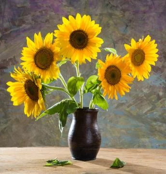 Beautiful sunflowers 库存照片