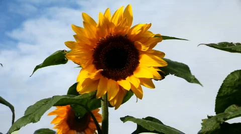 Beautiful sunflowers in the wind Stockbeeldmateriaal 857543