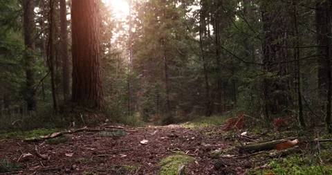 Beautiful sunligh in forest Video stock 231714306