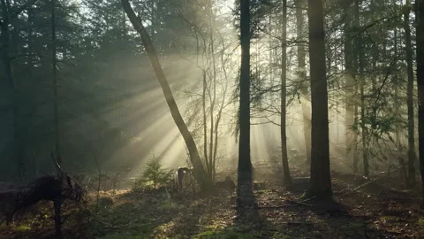 Beautiful sunlight beams shining through the fog in a winter forest Stock Footage 219474563