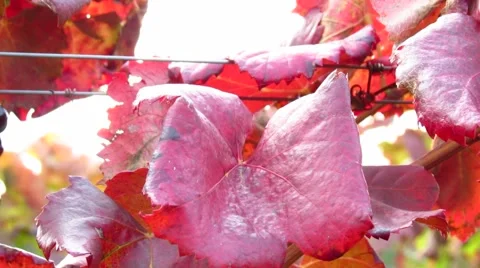 Beautiful sunlight coming through red vineyard - pan left Stock Footage 56483340