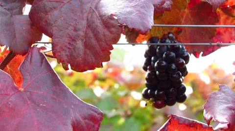 Beautiful sunlight coming through red vineyard - pan right Stock Footage 56483919