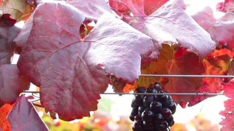 Beautiful sunlight coming through red vineyard - tilt down Stock Footage 56484123