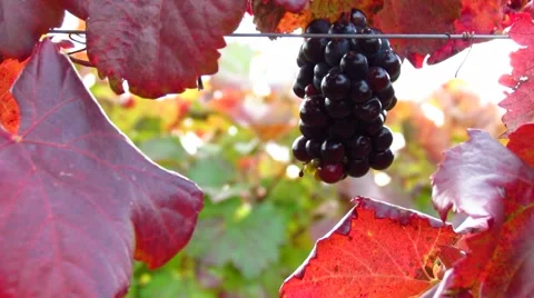 Beautiful sunlight coming through red vineyard - tilt up Stock Footage 56484402
