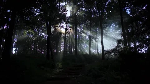 Beautiful sunlight in the dark forest,Sun rays break through the foliage of m Stock Footage 211603592
