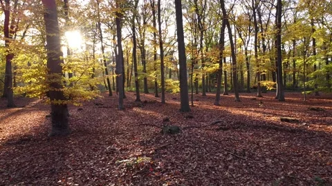 Beautiful Sunlight - Drone flight through an autumn forest in Germany Stockbeeldmateriaal 169261221