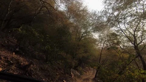 Beautiful sunlight falling on the trees of Ranthambore national park Stock Footage 257311601