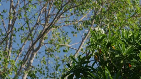Beautiful Sunlight Filtering Through Green Tree Leaves Stock Footage 326086742