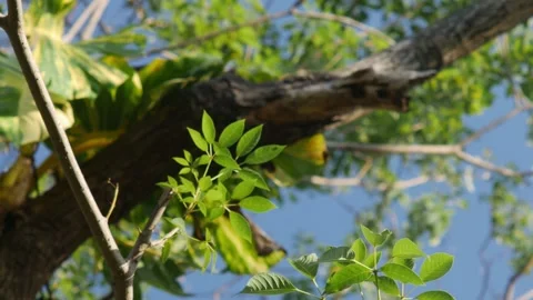 Beautiful Sunlight Filtering Through Green Tree Leaves Stock Footage 328274604