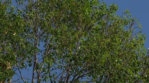 Beautiful Sunlight Filtering Through Green Tree Leaves Stock Footage 328274607