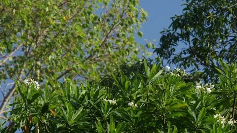 Beautiful Sunlight Filtering Through Green Tree Leaves Stock Footage 330042019