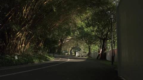 Beautiful Sunlight Filtering Through Leaves onto a Park Road in the Afternoon 스톡 동영상 317909648
