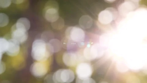 Beautiful sunlight filtering through lush green trees in nature park Stock-Footage 294828523