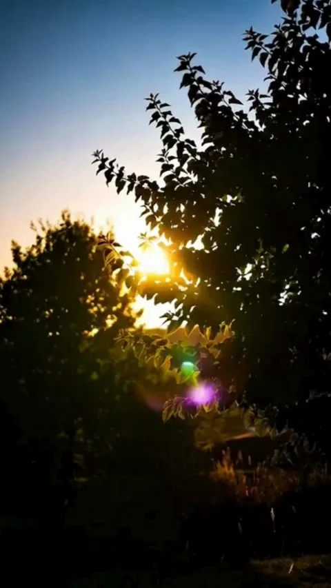 Beautiful Sunlight Filtering Through Tree Branches Creating lens flare and .. Stock Footage 320810926