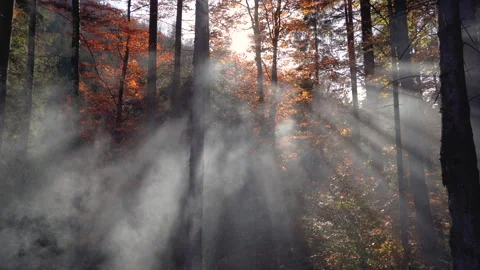 Beautiful sunlight in the forest Stock Footage 234870143