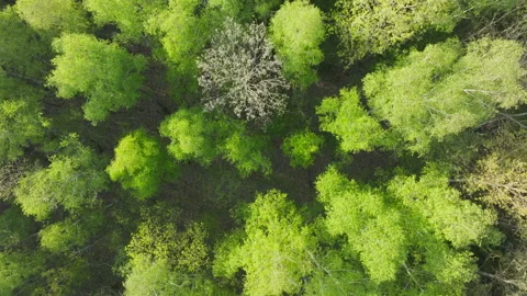 Beautiful sunlight forest nature tree branch green leaves wood Stock Footage 309930641