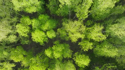 Beautiful sunlight forest nature tree branch green leaves wood Video stock 309933942