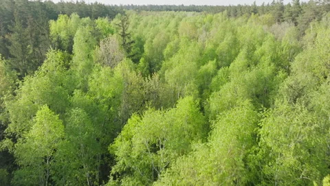 Beautiful sunlight forest nature tree branch green leaves wood Stock Footage 310245154