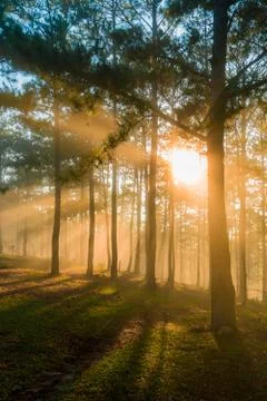 Beautiful sunlight in the forest Stock Photos