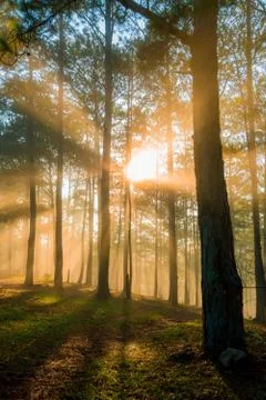 Beautiful sunlight in the forest Stock Photos