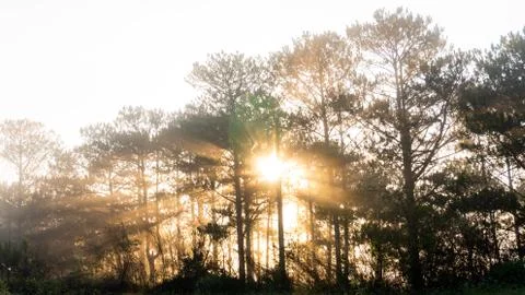 Beautiful sunlight in the forest Stock Photos