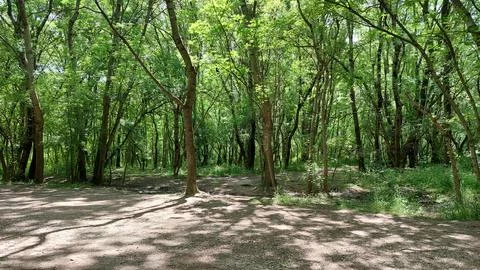 Beautiful sunlight in the forest Stock Photos