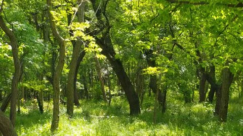 Beautiful sunlight in the forest Stock Photos