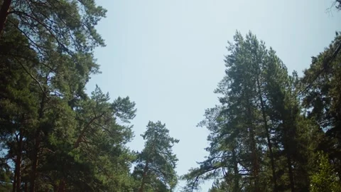 Beautiful sunlight in the forest. Sun rays break through the foliage of Stock Footage 252697392