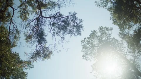 Beautiful sunlight in the forest. Sun rays break through the foliage of Stock Footage 254116210