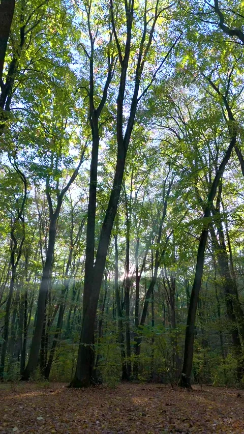 Beautiful sunlight in the forest. Sun rays though the green tree branches 動画素材 254975682