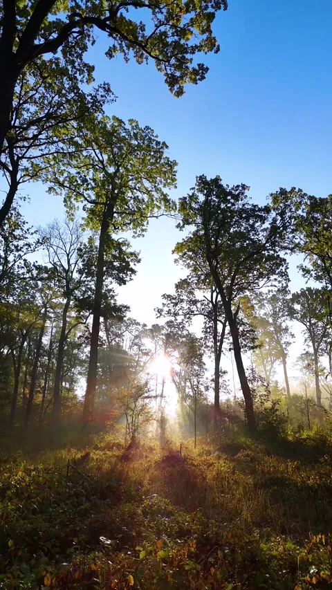 Beautiful sunlight in the forest. Sun rays though the green tree branches Stock-Footage 254975711