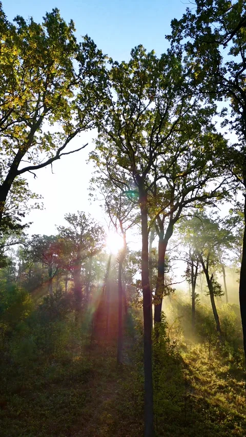 Beautiful sunlight in the forest. Sun rays though the green tree branches Stock Footage 254975784