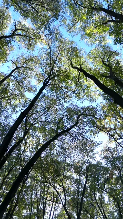 Beautiful sunlight in the forest. Sun rays though the green tree branches Video stock 254975894