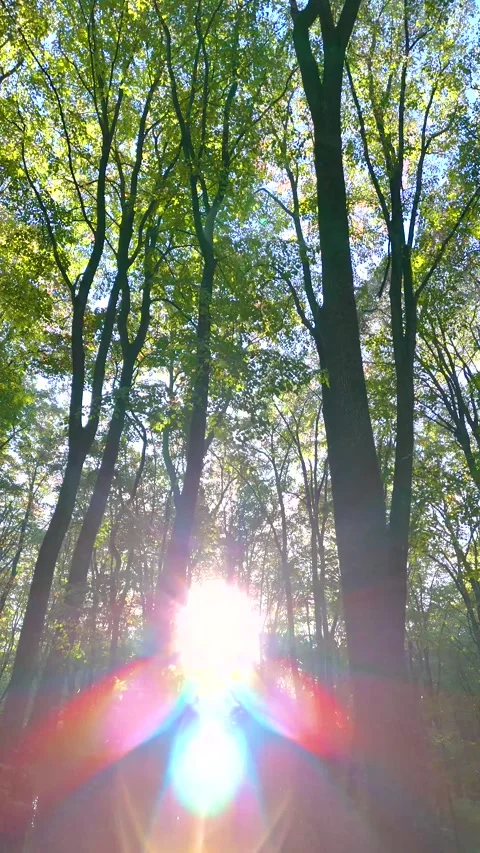Beautiful sunlight in the forest. Sun rays though the green tree branches Stock Footage 254976148