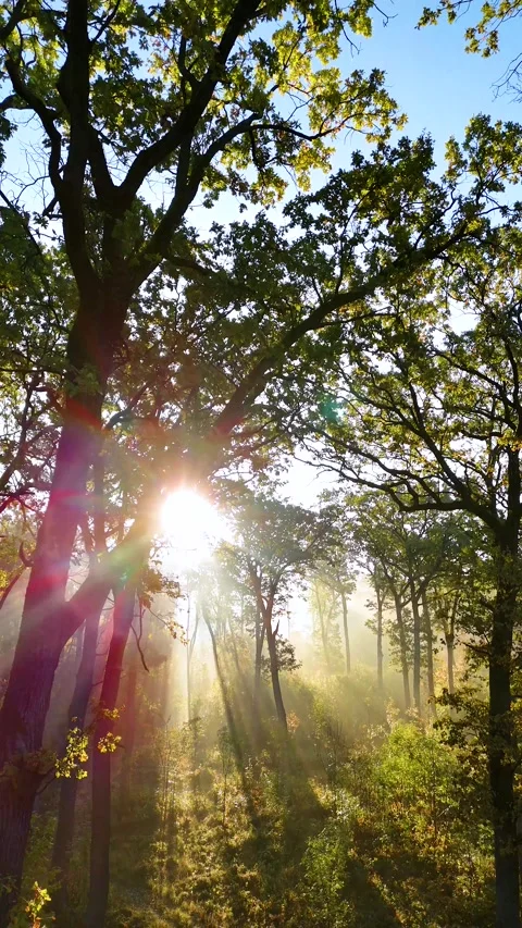Beautiful sunlight in the forest. Sun rays though the green tree branches Video stock 254976192