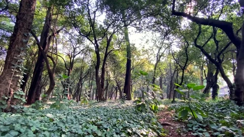 Beautiful sunlight in the forest. The sun's rays emerge through the green Stock Footage 153244669