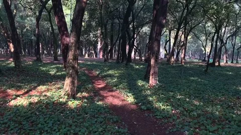 Beautiful sunlight in the forest. The sun's rays emerge through the green Stock Footage 153244692