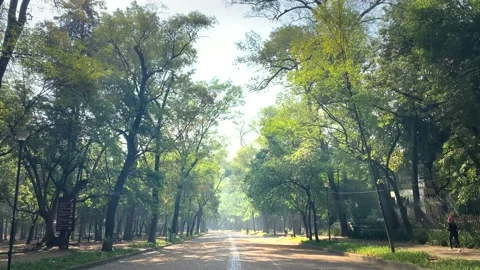 Beautiful sunlight in the forest. The sun's rays emerge through the green Stock Footage 153244775